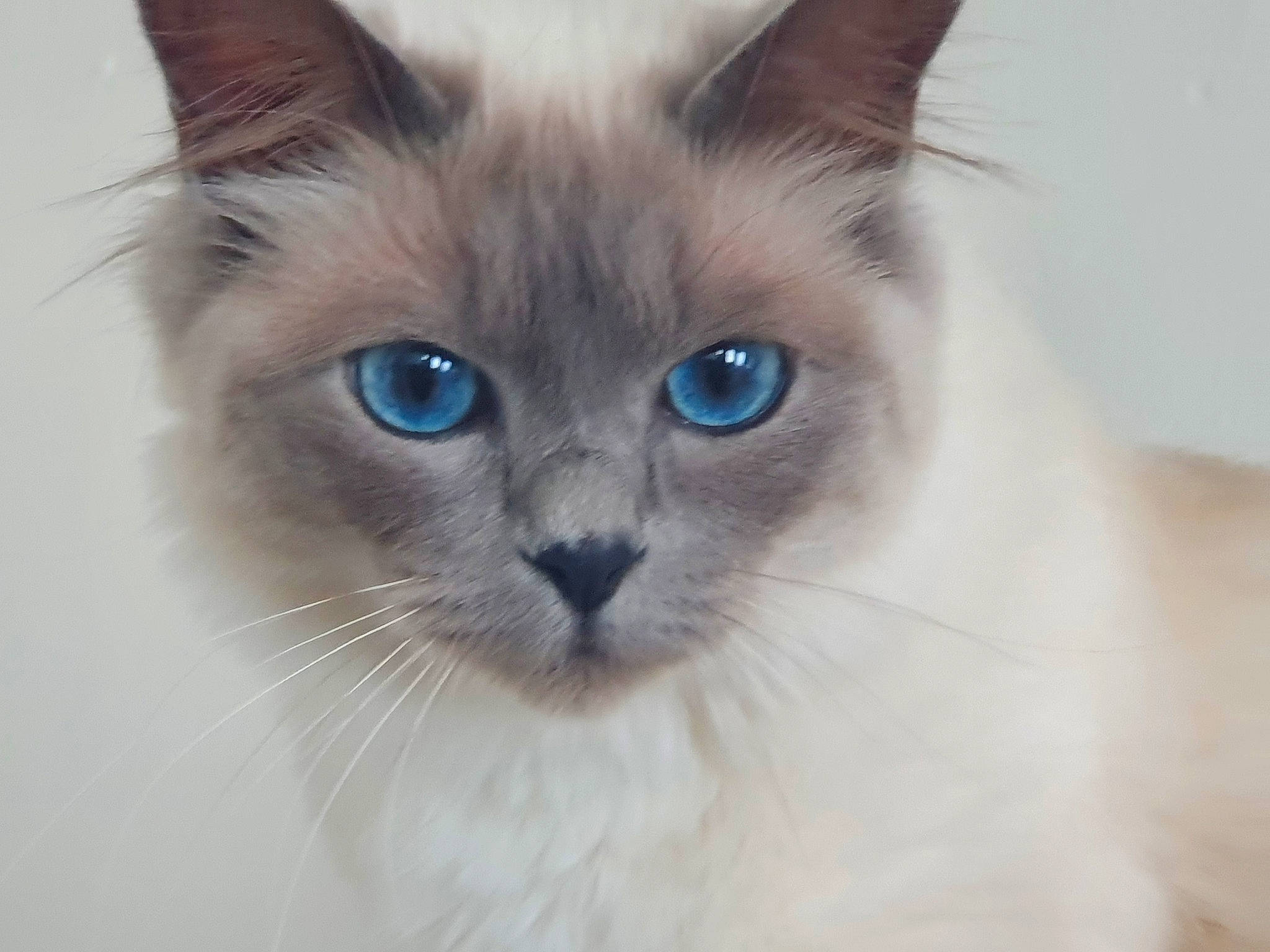Shuchi a rejoint le concours — aidez-le/la à gagner de superbes lots ! balinese, birman, carnivore, cat, close_up, electric_blue, eye, fawn, felidae, fur, iris, ragdoll, siamese, small_to_medium_sized_cats, snout, terrestrial_animal, thai, tonkinese, whiskers, window