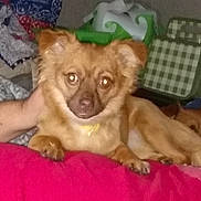 Mazekeen is registered to the contest to win money with this photo: carnivore, chihuahua, comfort, companion_dog, corgi_chihuahua, dog, dog_breed, dog_supply, fawn, fur, liver, non_sporting_group, paw, puppy, sporting_group, terrestrial_animal, toy_dog, whiskers, working_animal