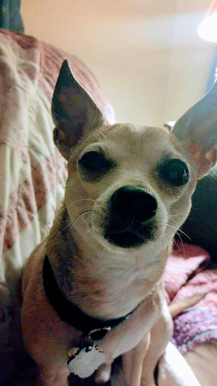 Porkchop joined the competition — help win amazing prizes! canidae, carnivore, collar, companion_dog, dog, dog_breed, ear, fawn, fur, non_sporting_group, snout, terrestrial_animal, toy_dog, whiskers, working_animal