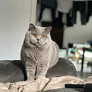 Omalley a rejoint le concours — aidez-le/la à gagner de superbes lots ! animal, blanket, blurred_background, cat, couch, cozy, curious, domestic_cat, ears, feline, furniture, gray_cat, home, indoor, orange_eyes, pet, resting, sitting, soft_texture, whiskers