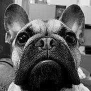 Obi a rejoint le concours — aidez-le/la à gagner de superbes lots ! animal, black_and_white, canine, close_up, companion, cute, dog, domestic_animal, ears, expression, face, french_bulldog, fur, indoor, muzzle, nose, pet, portrait, texture, whiskers