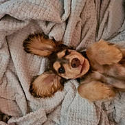 Cooper joined the competition — help win amazing prizes! animal, beagle, blanket, canine, cat, chihuahua, cockerspaniel, dog, homedecor, hound, kitten, linen, papillon, pet, poodle, puppy, quilt, snout, terrier, towel