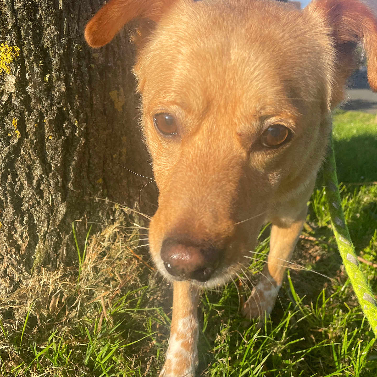 Nounou participe au concours pour gagner de l'argent avec cette photo : accessories, animal, canine, car, dog, goldenretriever, grass, herbal, herbs, hound, labradorretriever, leash, pet, plant, puppy, strap, transportation, tree, vegetation, vehicle