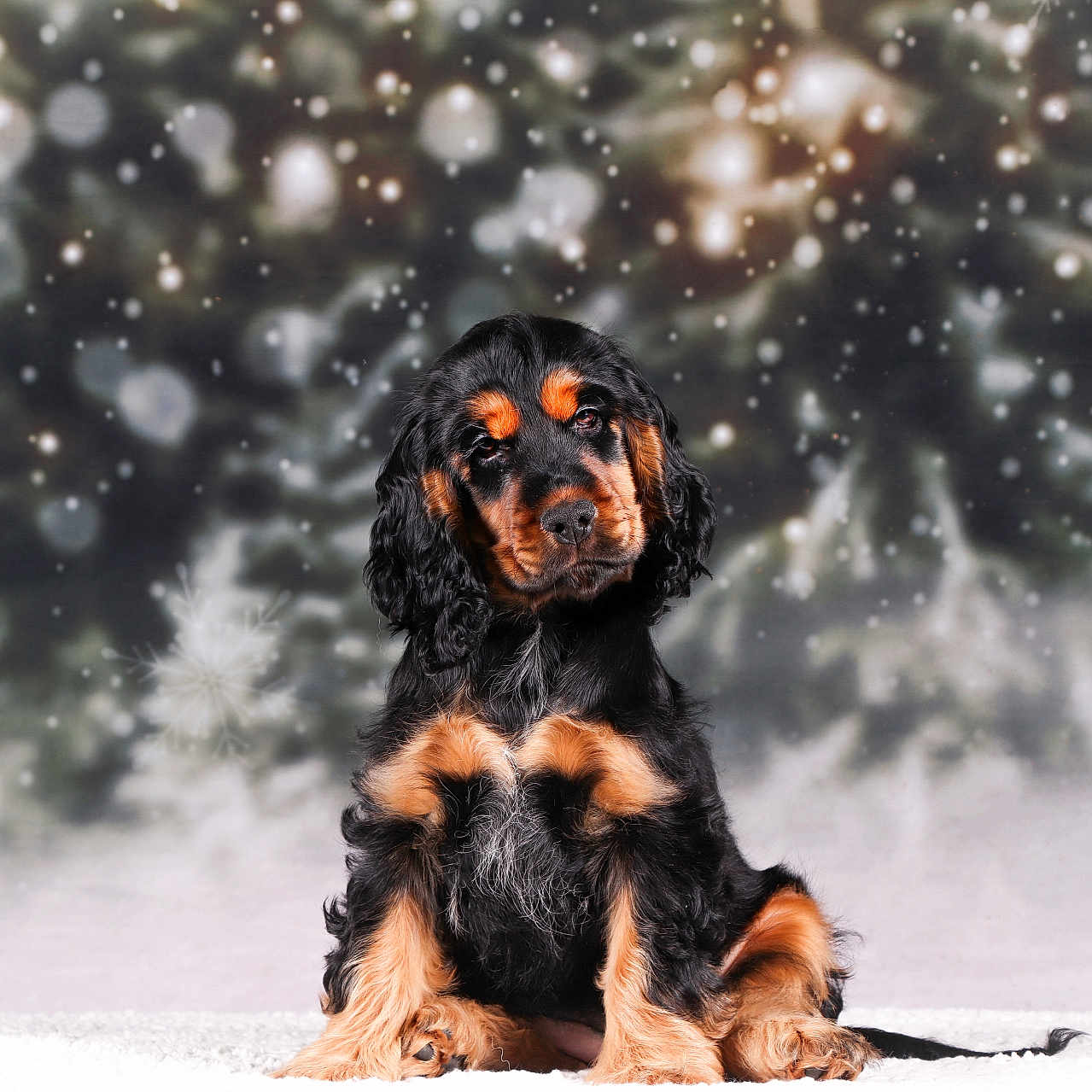 Charly a rejoint le concours — aidez-le/la à gagner de superbes lots ! airedale, animal, blizzard, canine, cockerspaniel, dog, germanshepherd, hound, nature, outdoors, papillon, pet, plant, puppy, snow, storm, terrier, tree, winter