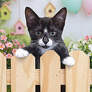 Princess joined the competition — help win amazing prizes! kitten, cat, black_and_white_cat, picket_fence, flowers, balloons, birdhouses, garden, cute, curious, pet, animal, indoor, closeup, whiskers, paws, playful, soft_light, background_blur, spring