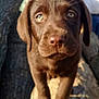 animal, blurred_background, brown, building, chocolate_labrador, close_up, curious, daytime, dog, face, log, mammal, nature, outdoor, paw, person, pet, puppy, sunlight, young