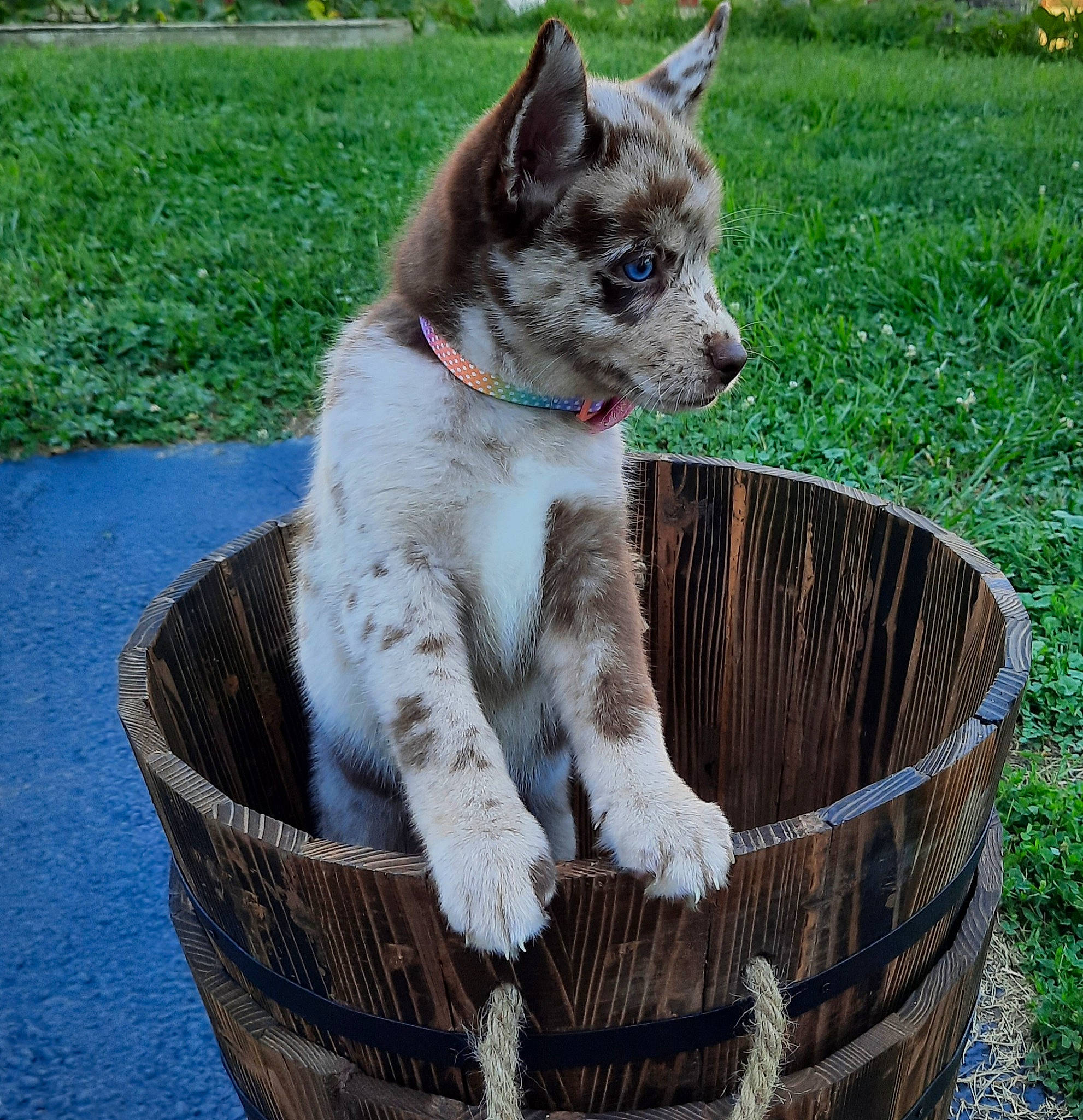 Selena is registered to the contest to win money with this photo: basket, carnivore, collar, companion_dog, dog, dog_breed, domestic_short_haired_cat, felidae, fur, garden, grass, groundcover, plant, small_to_medium_sized_cats, sporting_group, tail, terrestrial_animal, whiskers, wicker, working_animal