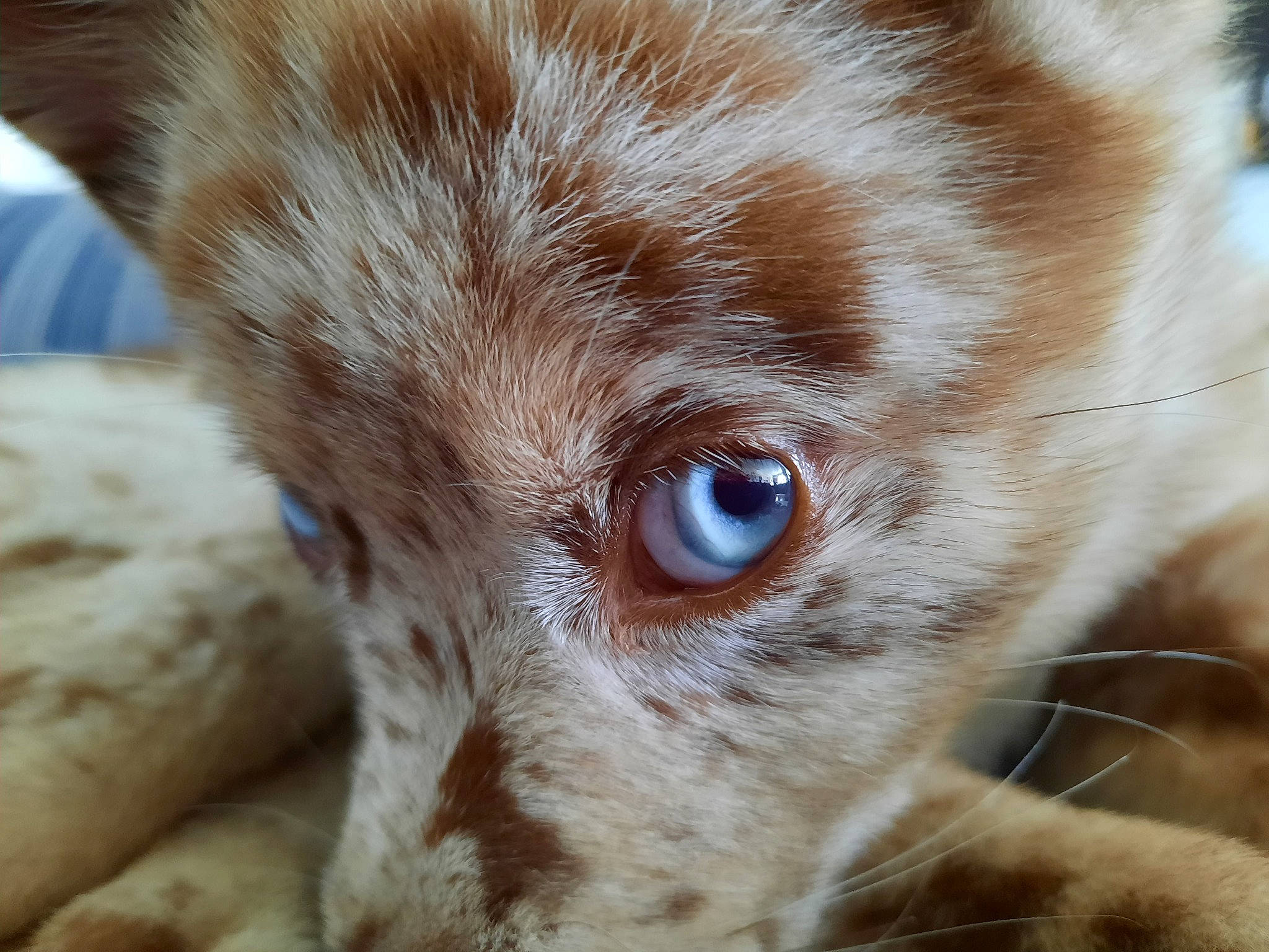 Selena joined the competition — help win amazing prizes! canidae, carnivore, close_up, companion_dog, dog, dog_breed, ear, eyelash, fawn, fur, liver, snout, sporting_group, terrestrial_animal, whiskers, wildlife, working_animal