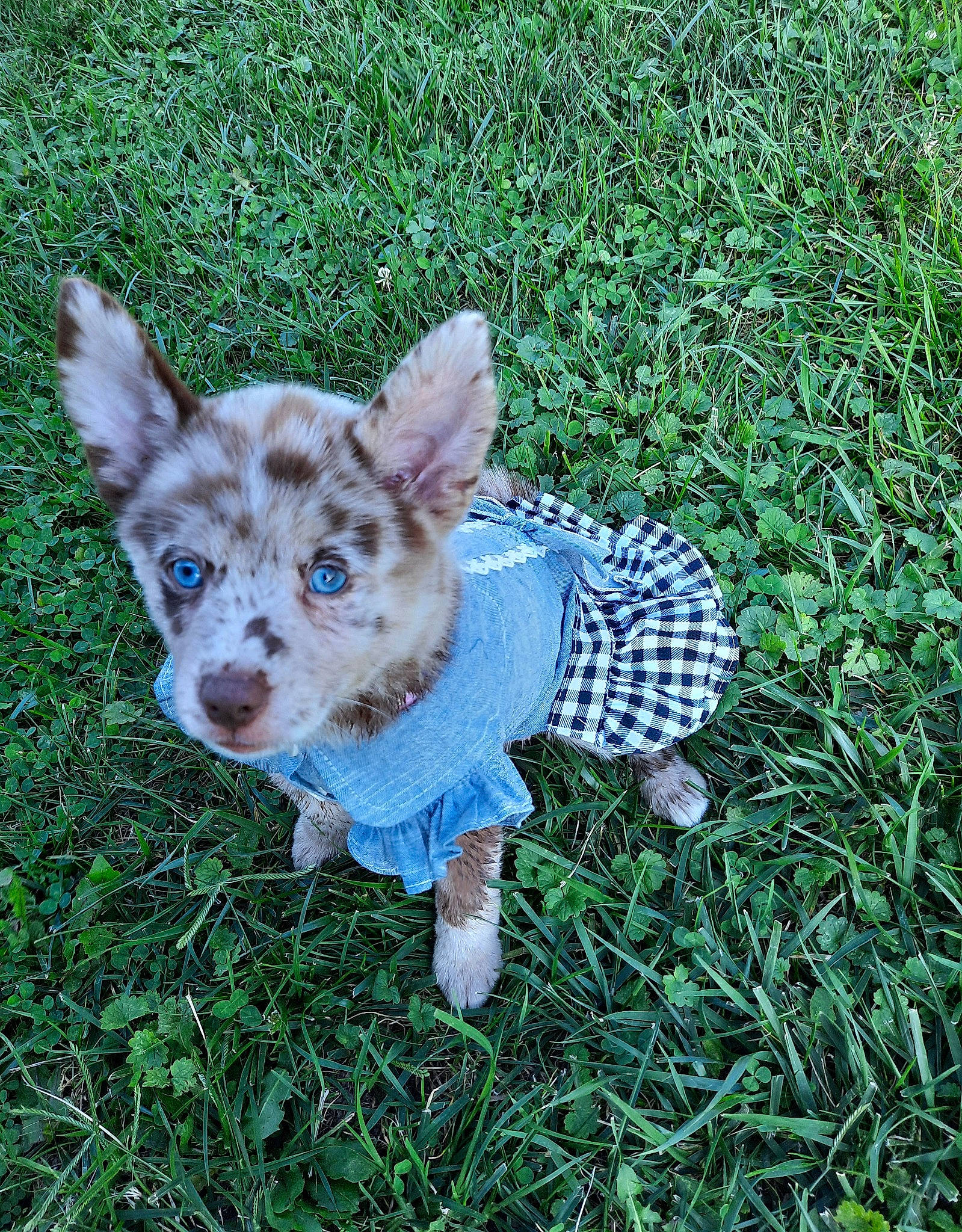 Selena joined the competition — help win amazing prizes! art, canidae, carnivore, companion_dog, dog, dog_breed, fawn, fur, grass, grass_family, groundcover, head, pattern, people_in_nature, plant, sporting_group, tail, terrestrial_animal, toy_dog, whiskers