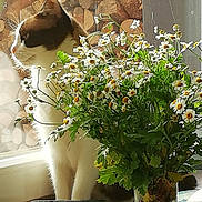Mimiss a rejoint le concours — aidez-le/la à gagner de superbes lots ! cat, flower, daisy, bouquet, window, indoor, plant, cup, minnie_mouse, table, sunlight, greenery, pet, animal, feline, nature, white, yellow, decor, background
