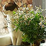 cat, flower, daisy, bouquet, window, indoor, plant, cup, minnie_mouse, table, sunlight, greenery, pet, animal, feline, nature, white, yellow, decor, background