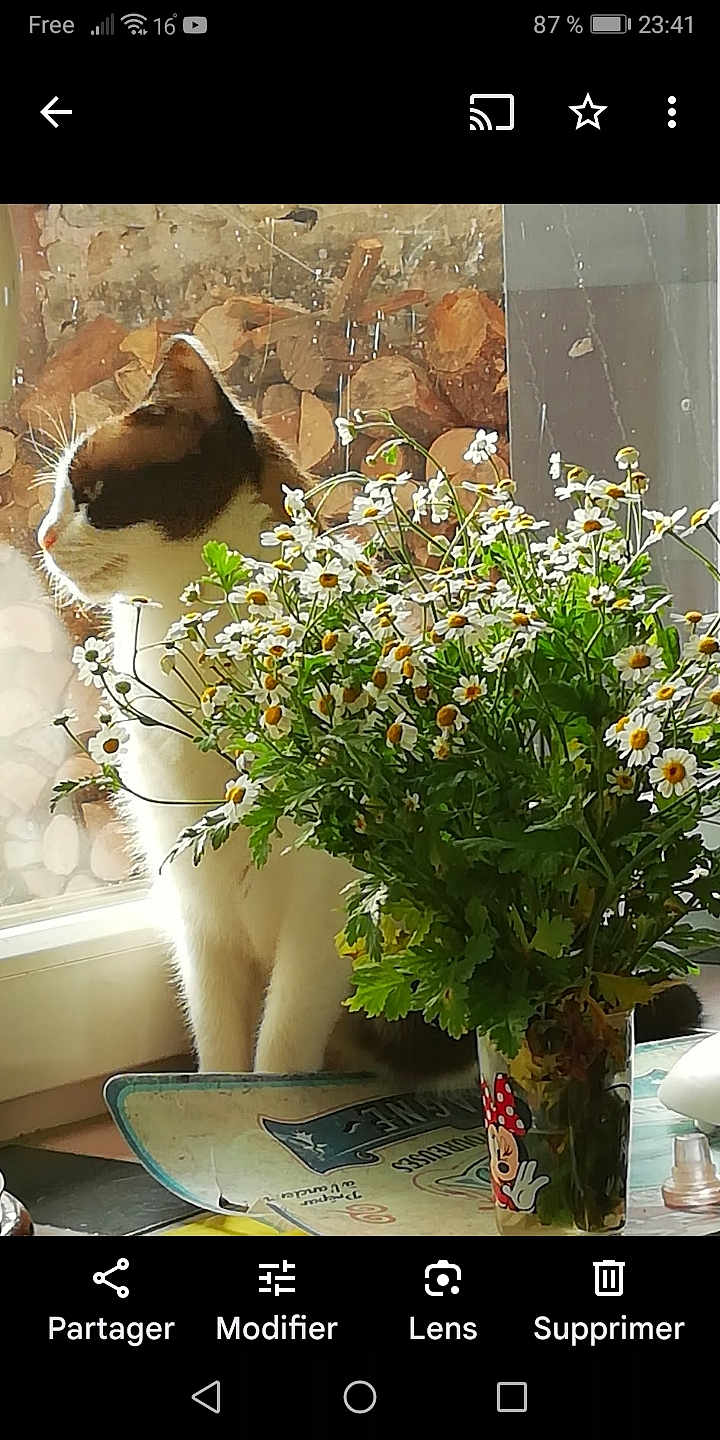 Mimiss a rejoint le concours — aidez-le/la à gagner de superbes lots ! cat, flower, daisy, bouquet, window, indoor, plant, cup, minnie_mouse, table, sunlight, greenery, pet, animal, feline, nature, white, yellow, decor, background