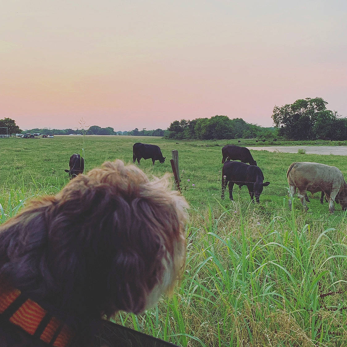 Cody joined the competition — help win amazing prizes! agriculture, bovine, ecoregion, grass, grassland, grazing, landscape, livestock, meadow, natural_landscape, plain, plant, prairie, ranch, rural_area, sky, snout, terrestrial_animal, tree, working_animal