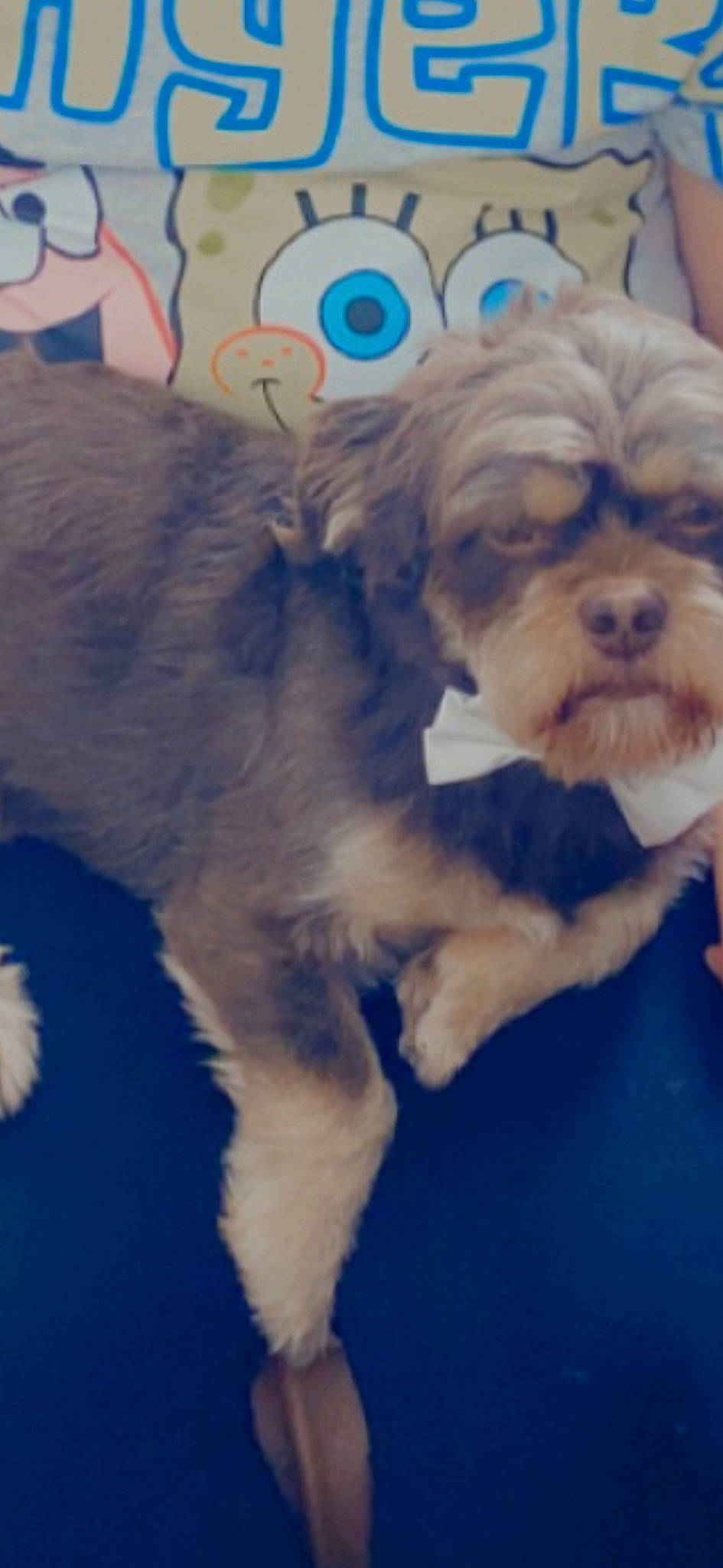 Cody joined the competition — help win amazing prizes! canidae, carnivore, cloud, companion_dog, dog, dog_breed, dog_clothes, dog_supply, fawn, fur, liver, puppy_love, shih_tzu, small_terrier, snout, sporting_group, terrier, toy_dog, whiskers, working_animal