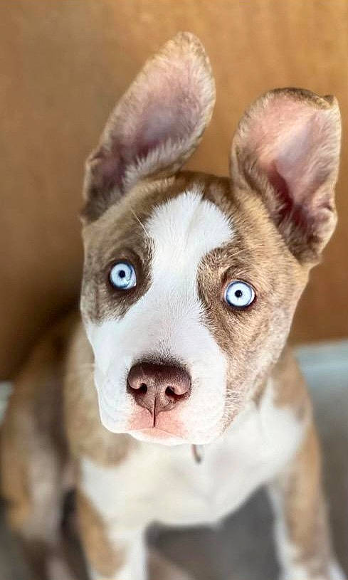 Ethel joined the competition — help win amazing prizes! canidae, carnivore, collar, companion_dog, dog, dog_breed, dog_collar, ear, fawn, fur, no_expression, old_english_terrier, paw, puppy, snout, sporting_group, tail, terrestrial_animal, whiskers, working_animal