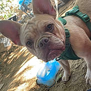 Leia is registered to the contest to win money with this photo: animal, canine, closeup, curious, daylight, dirt, dog, ear, face, french_bulldog, green_harness, ground, looking, nature, outdoor, paw, person, pet, puppy, sneaker