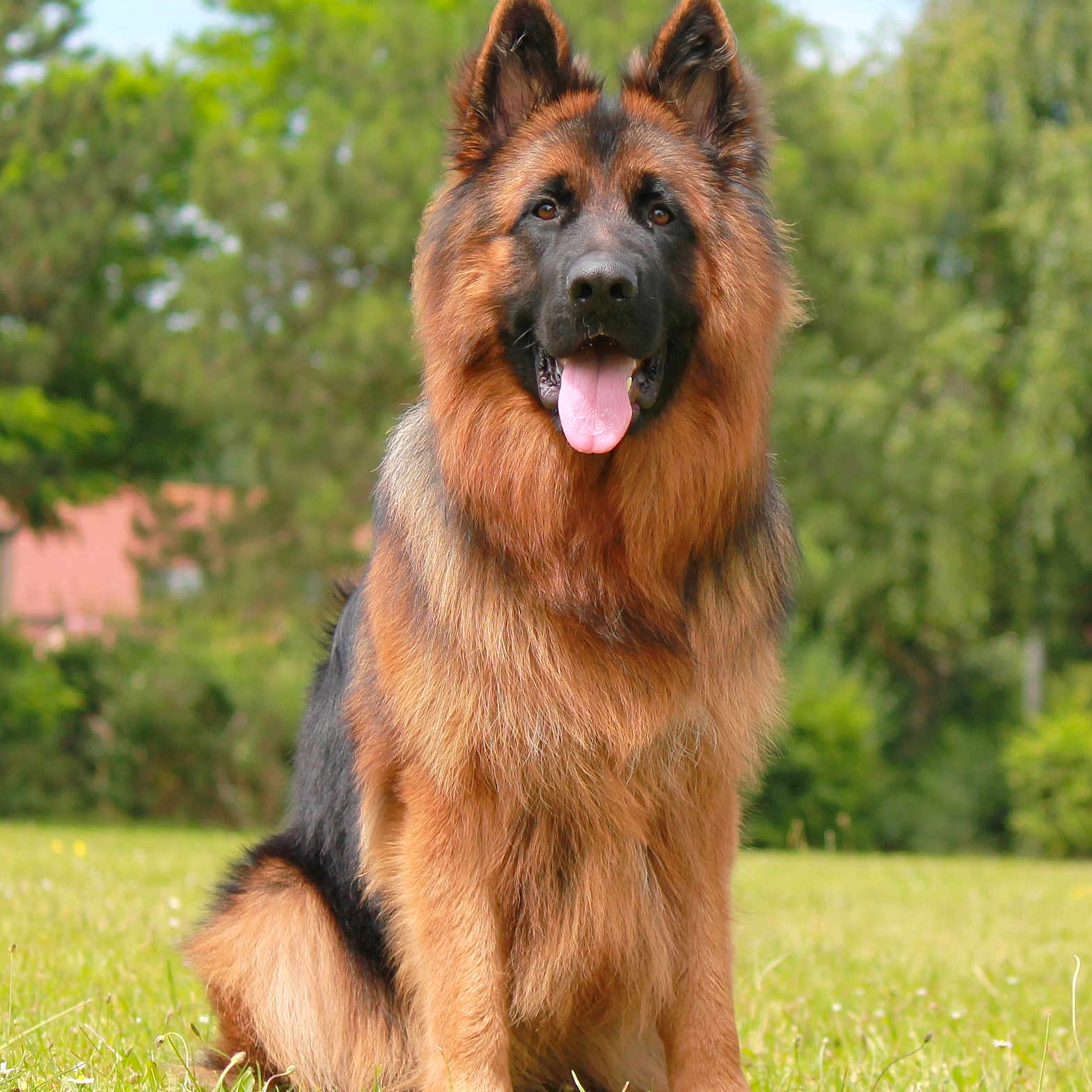 Seïko participe au concours pour gagner de l'argent avec cette photo : animal, canine, dog, germanshepherd, grass, pet, plant, policedog, puppy, terrier