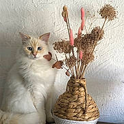 Perle participe au concours pour gagner de l'argent avec cette photo : cat, fluffy_cat, cream_color, blue_eyes, sitting, woven_basket, dried_flowers, rustic, vase, textured_wall, indoor, decor, still_life, cozy, wooden_surface, natural_light, quiet, calm, pet, feline