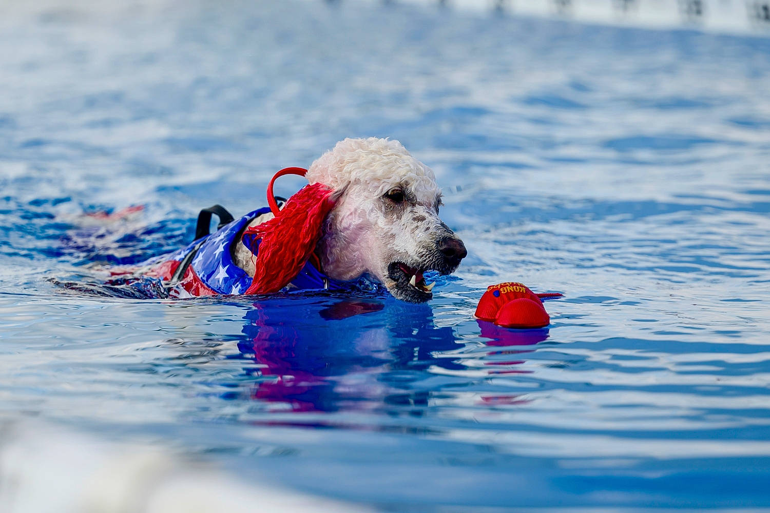 Poppy joined the competition — help win amazing prizes! blue, canidae, carnivore, companion_dog, dog, dog_breed, dog_clothes, dog_supply, electric_blue, freezing, lake, lifejacket, ocean, personal_protective_equipment, recreation, snout, sporting_group, water, wind_wave, winter