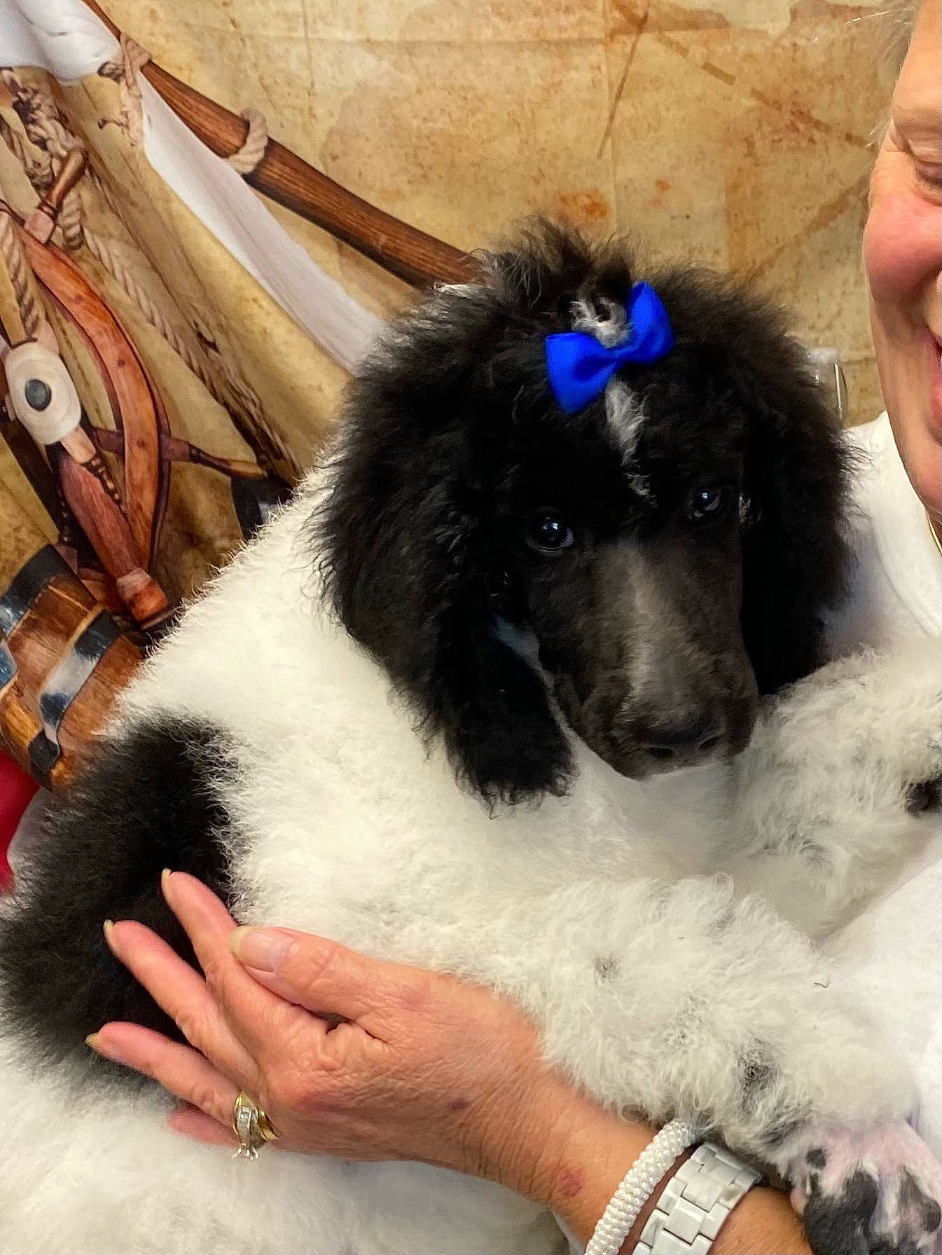 Oreo joined the competition — help win amazing prizes! canidae, carnivore, companion_dog, dog, dog_breed, fur, giant_dog_breed, landseer, lap, nail, paw, puppy, puppy_love, sitting, snout, sporting_group, standard_poodle, toy_dog, water_dog, working_animal