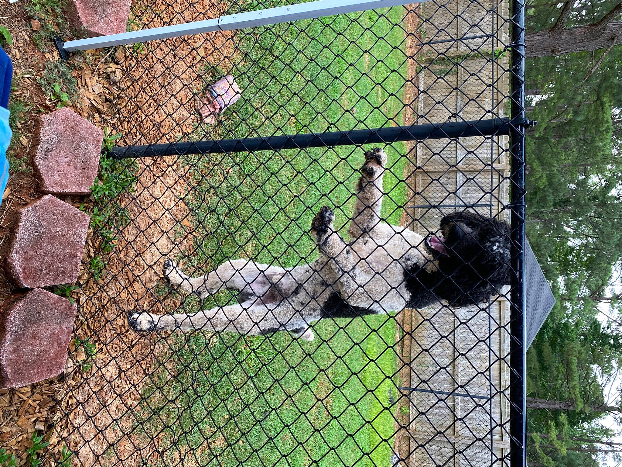 Oreo joined the competition — help win amazing prizes! animal_shelter, bird, cage, chain_link_fencing, composite_material, fence, grass, groundcover, mammal, mesh, metal, net, pet_supply, plant, recreation, terrestrial_animal, tree, vertebrate, wildlife, wire_fencing