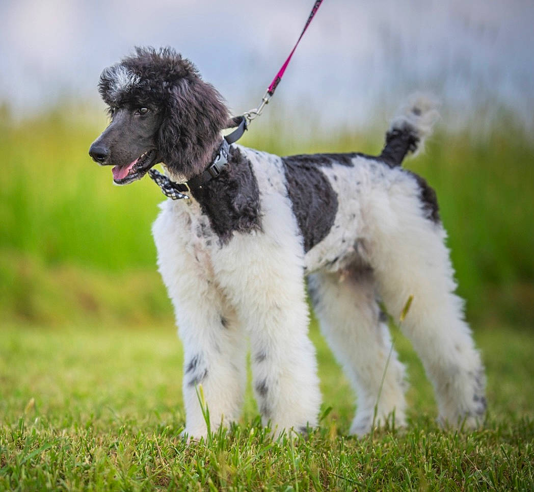 Oreo joined the competition — help win amazing prizes! canidae, carnivore, chair, collar, companion_dog, dog, dog_breed, dog_collar, fashion_accessory, grass, grassland, leash, plant, poodle, sporting_group, tail, terrier, toy_dog, water_dog, working_dog