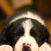 Ben participe au concours pour gagner de l'argent avec cette photo : puppy, dog, black_and_white, sleeping, lying_down, paws, snout, nose, fur, pet, animal, close_up, portrait, indoor, wooden_floor, cozy, cute, resting, floppy_ears, photography