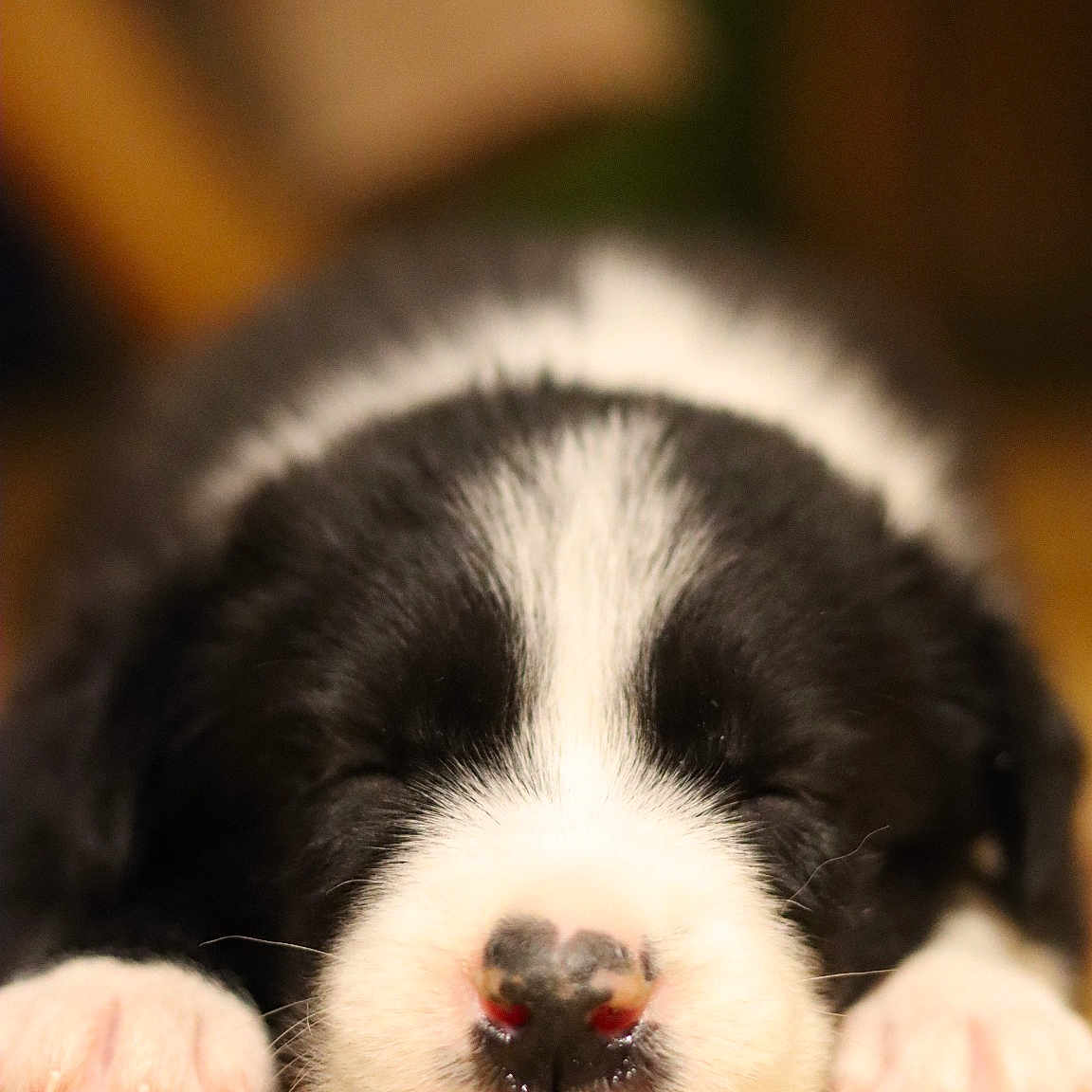 Ben participe au concours pour gagner de l'argent avec cette photo : puppy, dog, black_and_white, sleeping, lying_down, paws, snout, nose, fur, pet, animal, close_up, portrait, indoor, wooden_floor, cozy, cute, resting, floppy_ears, photography