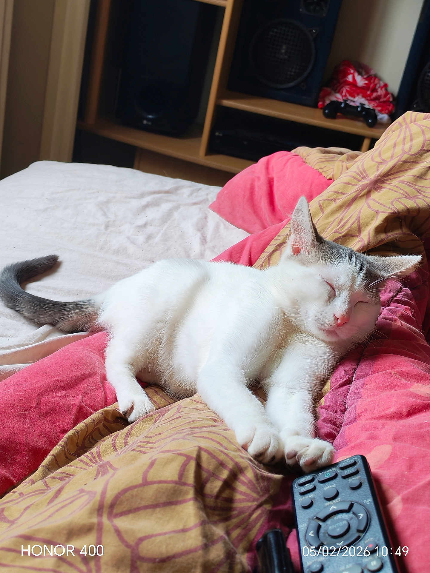 Luna participe au concours pour gagner de l'argent avec cette photo : cat, sleeping_cat, bed, blanket, remote_control, pillow, indoor, white_cat, tail, ears, cozy, shelf, speaker, electronics, bedding, home, nap, photography, patterned_sheet, watermark