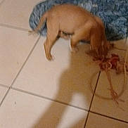 Blue participe au concours pour gagner de l'argent avec cette photo : puppy, dog, tan_puppy, pet, tiled_floor, floor_tile, indoor, blanket, dog_bed, rope_toy, chewing, shadow, doorway, home, small_dog, playtime, blurry, low_light, ceramic_tile, paw