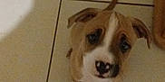 Blue participe au concours pour gagner de l'argent avec cette photo : dog, puppy, brown_and_white, tile_floor, rope_toy, toy, cord, shadow, indoor, floor_tile, cute, pet, small_dog, looking_up, nose, paws, ears, wall_corner, guilty_expression, human_foot