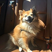 Tamppers joined the competition — help win amazing prizes! dog, pet, smiling, sunlight, car_interior, leather_seat, happy, sitting, tan_fur, fluffy, canine, seatbelt, vehicle, domestic_animal, companion, bright, shadow, sunny, portrait, cute
