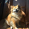 dog, pet, smiling, sunlight, car_interior, leather_seat, happy, sitting, tan_fur, fluffy, canine, seatbelt, vehicle, domestic_animal, companion, bright, shadow, sunny, portrait, cute