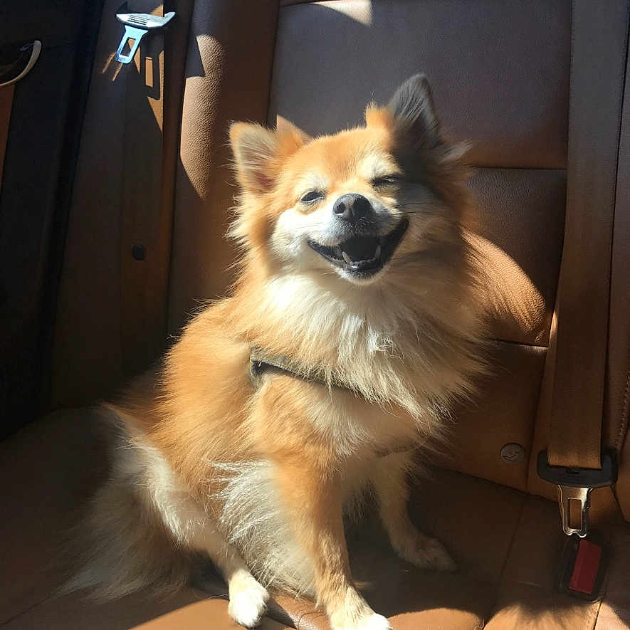 Tamppers joined the competition — help win amazing prizes! dog, pet, smiling, sunlight, car_interior, leather_seat, happy, sitting, tan_fur, fluffy, canine, seatbelt, vehicle, domestic_animal, companion, bright, shadow, sunny, portrait, cute