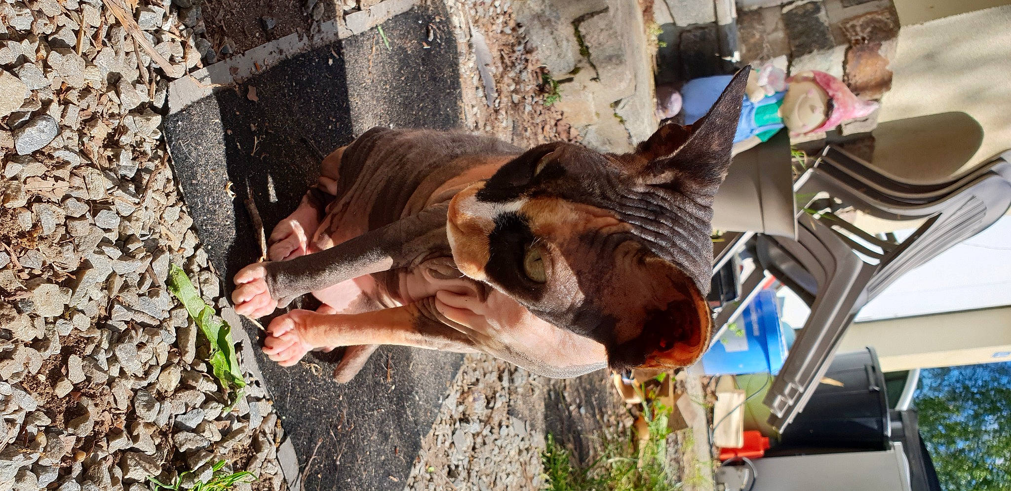 Akina participe au concours pour gagner de l'argent avec cette photo : carnivore, cat, fawn, felidae, small_to_medium_sized_cats, snout, tree