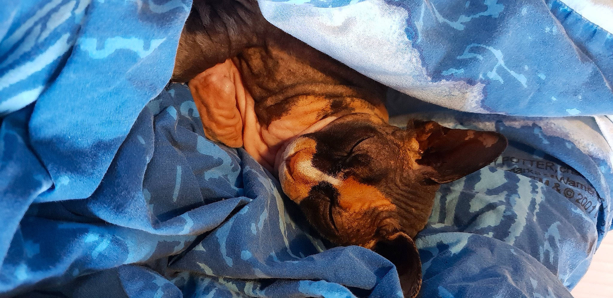 Akina participe au concours pour gagner de l'argent avec cette photo : canidae, carnivore, dog, dog_breed, fawn, nap, sleep, snout