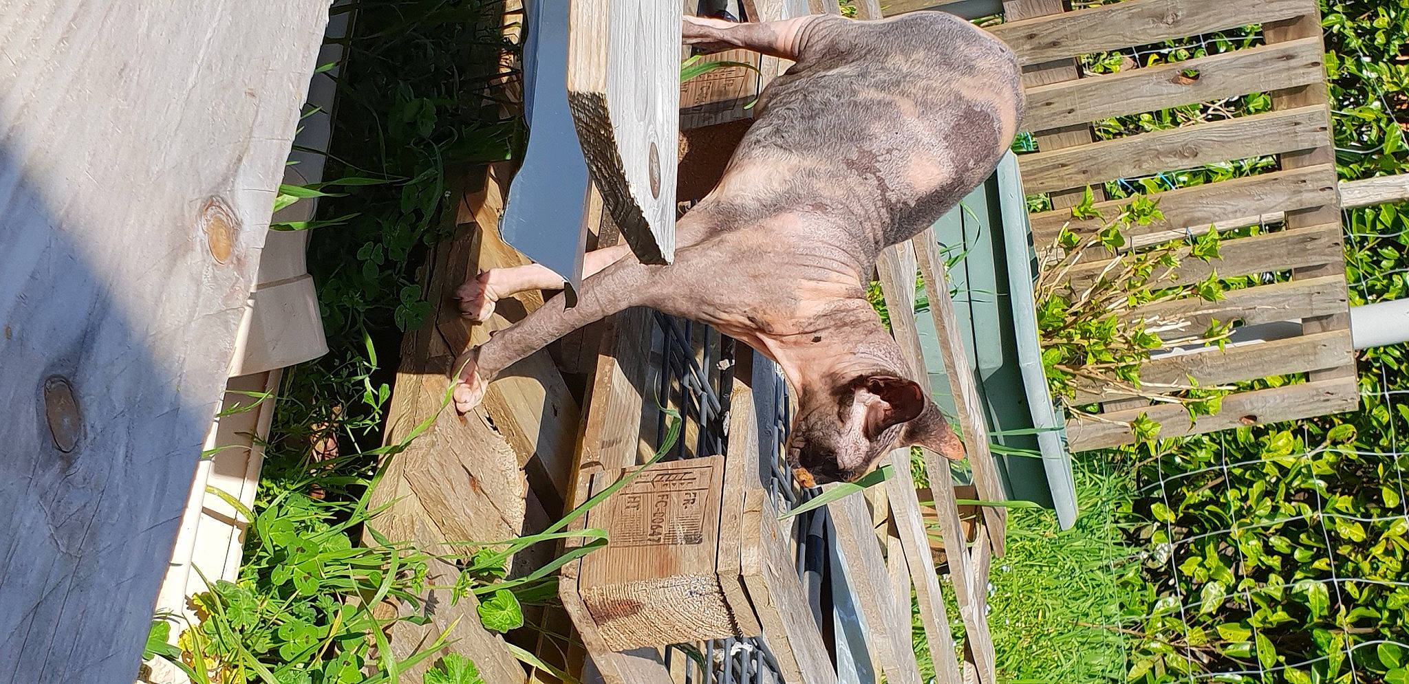 Akina a rejoint le concours — aidez-le/la à gagner de superbes lots ! canidae, fawn, greyhound, plant, sporting_group, weimaraner