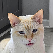 Bubby joined the competition — help win amazing prizes! animal, background_blur, blue_eyes, cat, close_up, cream_colored, curious_expression, domestic_cat, ears, face, feline, floor, fur, indoor, orange_tinted, pet, portrait, soft_light, tongue_out, whiskers