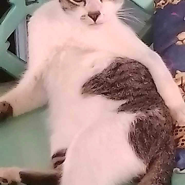 Mingming joined the competition — help win amazing prizes! abyssinian, angora, animal, cat, egyptiancat, head, kitten, manx, person, pet