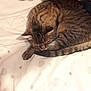 Tarzan a rejoint le concours — aidez-le/la à gagner de superbes lots ! cat, tabby, sleeping, pet, animal, fur, whiskers, paw, tail, striped, bed, blanket, indoor, resting, cute, feline, cozy, domestic, relaxed, mammal