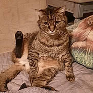 Tarzan a rejoint le concours — aidez-le/la à gagner de superbes lots ! cat, tabby_cat, pet, indoor, bed, blanket, furniture, relaxed, paw, fur, whiskers, face, ears, tail, home, cozy, resting, animal, cute, sleepy