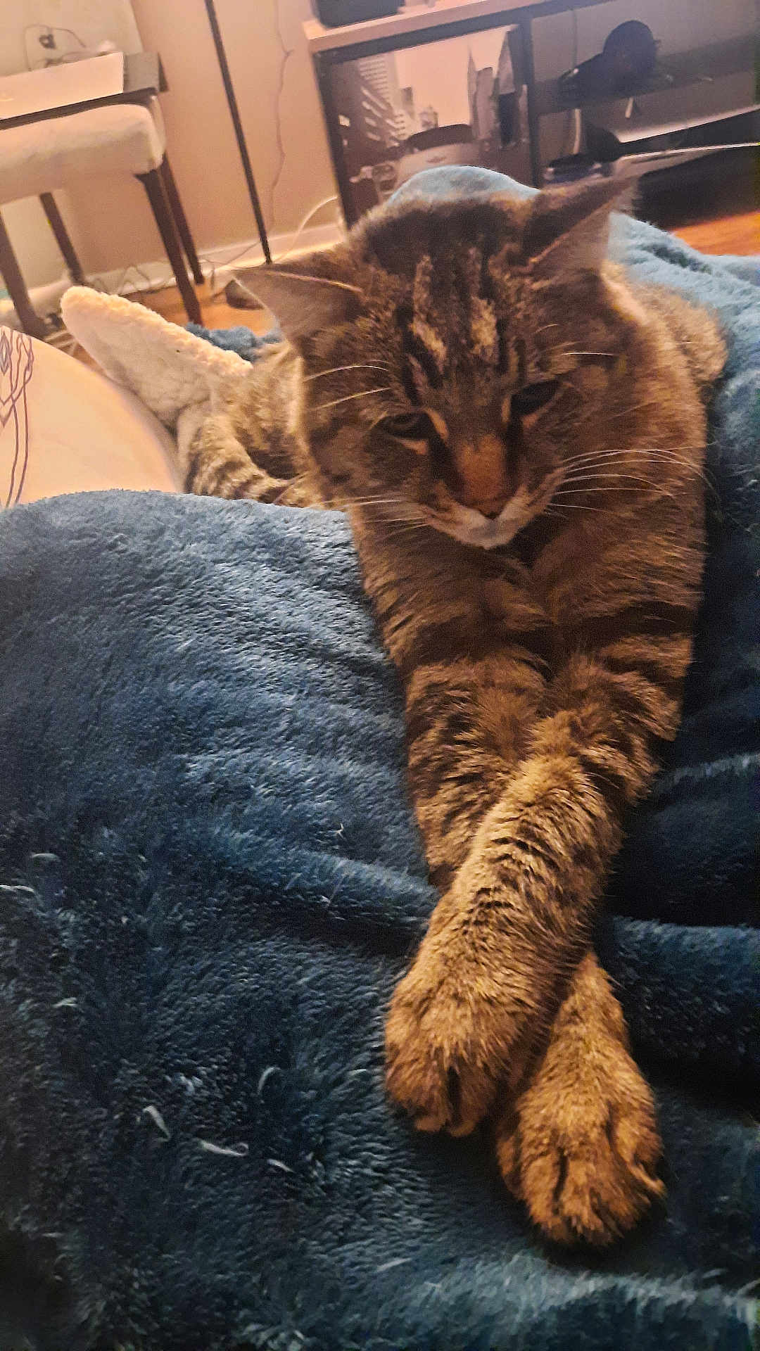 Tarzan a rejoint le concours — aidez-le/la à gagner de superbes lots ! cat, tabby, stretching, paws, blanket, blue_blanket, indoor, cozy, furniture, chair, table, floor, home, relaxed, pet, animal, fur, whiskers, ears, resting