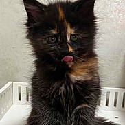 Mars joined the competition — help win amazing prizes! kitten, cat, tortoiseshell, fluffy, fur, black_fur, orange_patches, animal, pet, cute, sitting, licking, tongue, green_eyes, ears, paws, crib, white_furniture, indoors, portrait