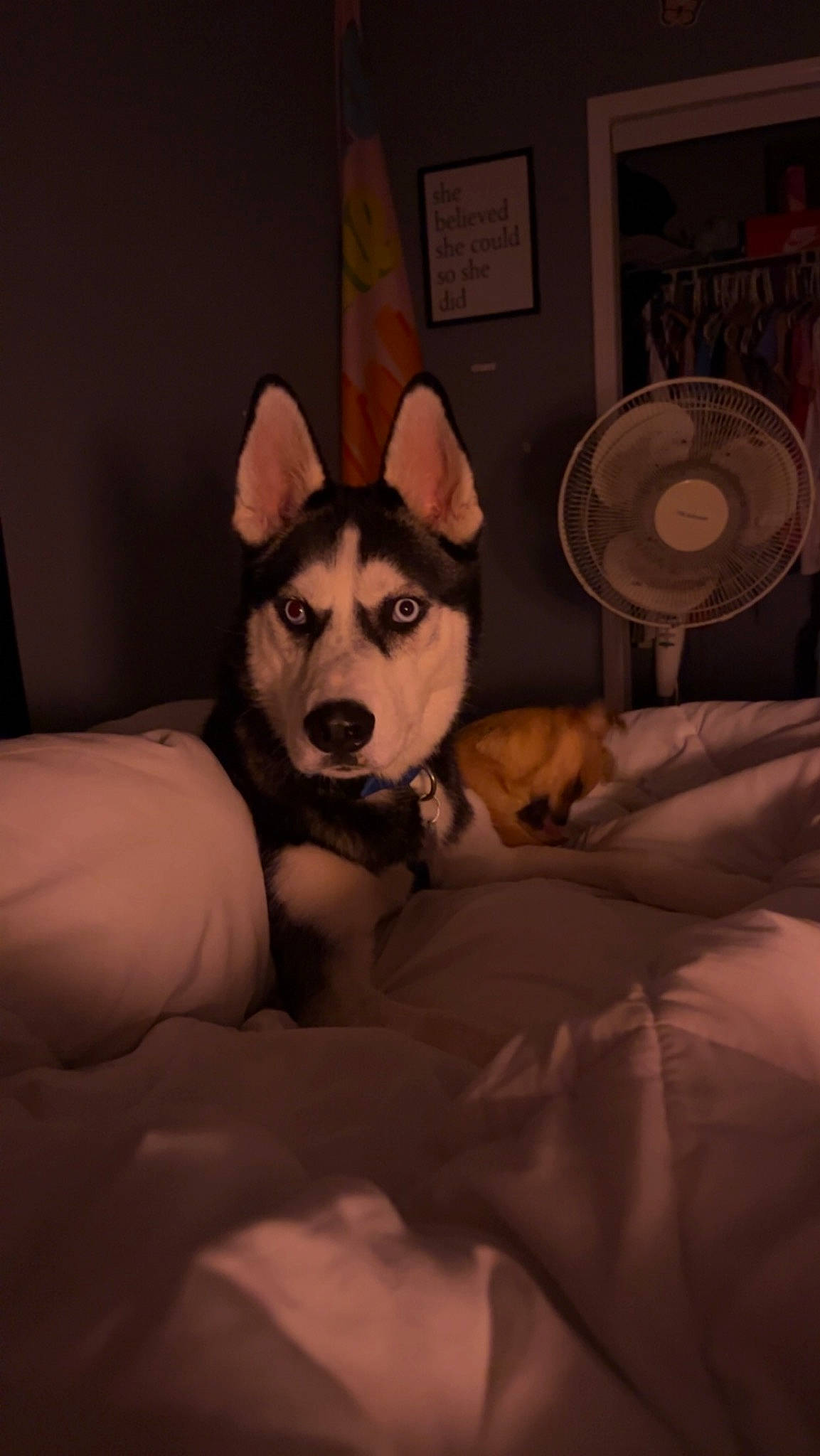 Asher joined the competition — help win amazing prizes! bed, bedding, canidae, carnivore, comfort, companion_dog, couch, darkness, dog, dog_breed, fawn, flash_photography, fun, fur, guard_dog, linens, picture_frame, room, sitting, whiskers