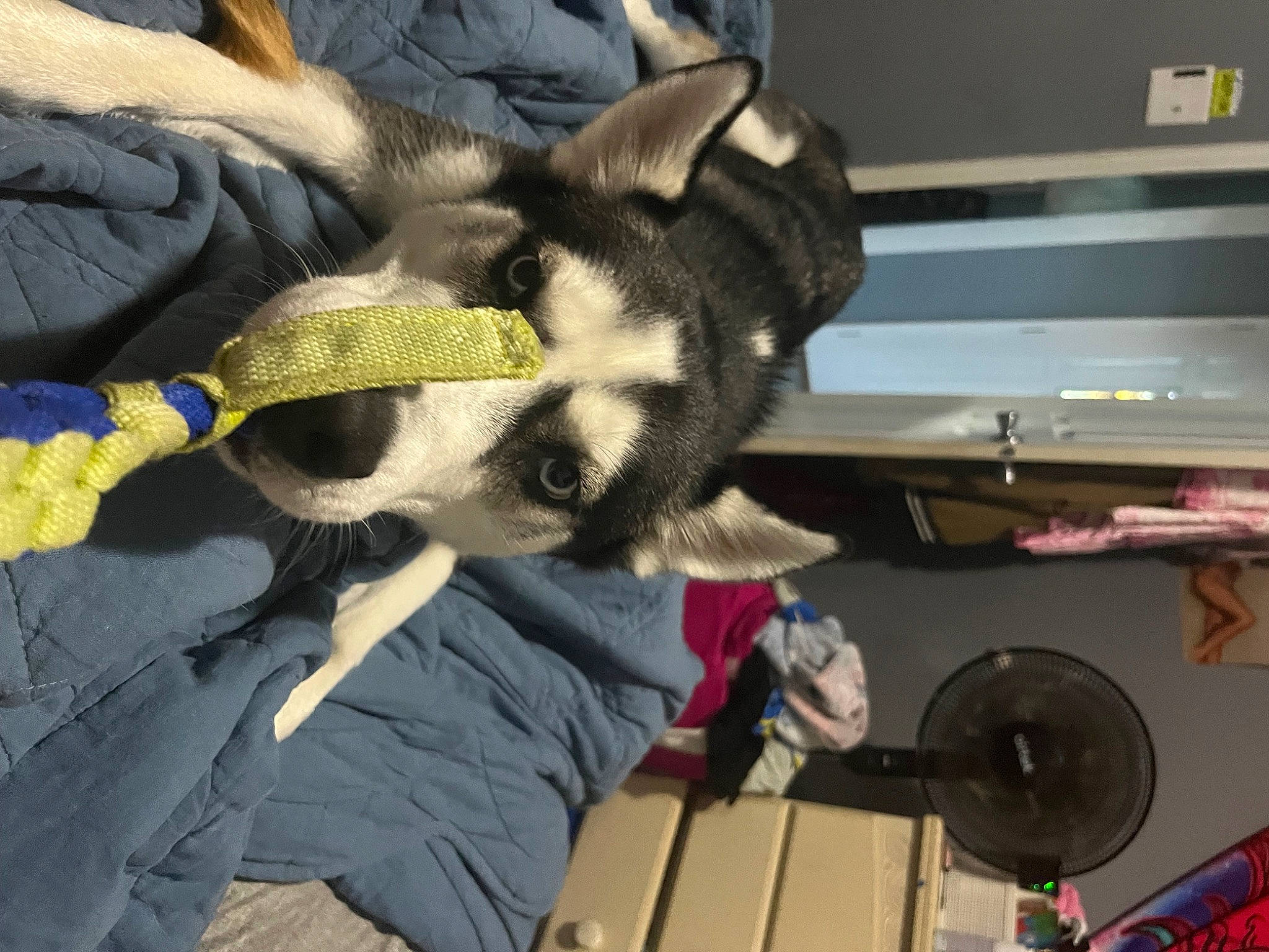 Asher joined the competition — help win amazing prizes! audio_equipment, auto_part, canidae, carnivore, comfort, companion_dog, computer_keyboard, computer_monitor, dog, dog_breed, fawn, felidae, fur, linens, machine, paw, personal_protective_equipment, room, small_to_medium_sized_cats, sporting_group