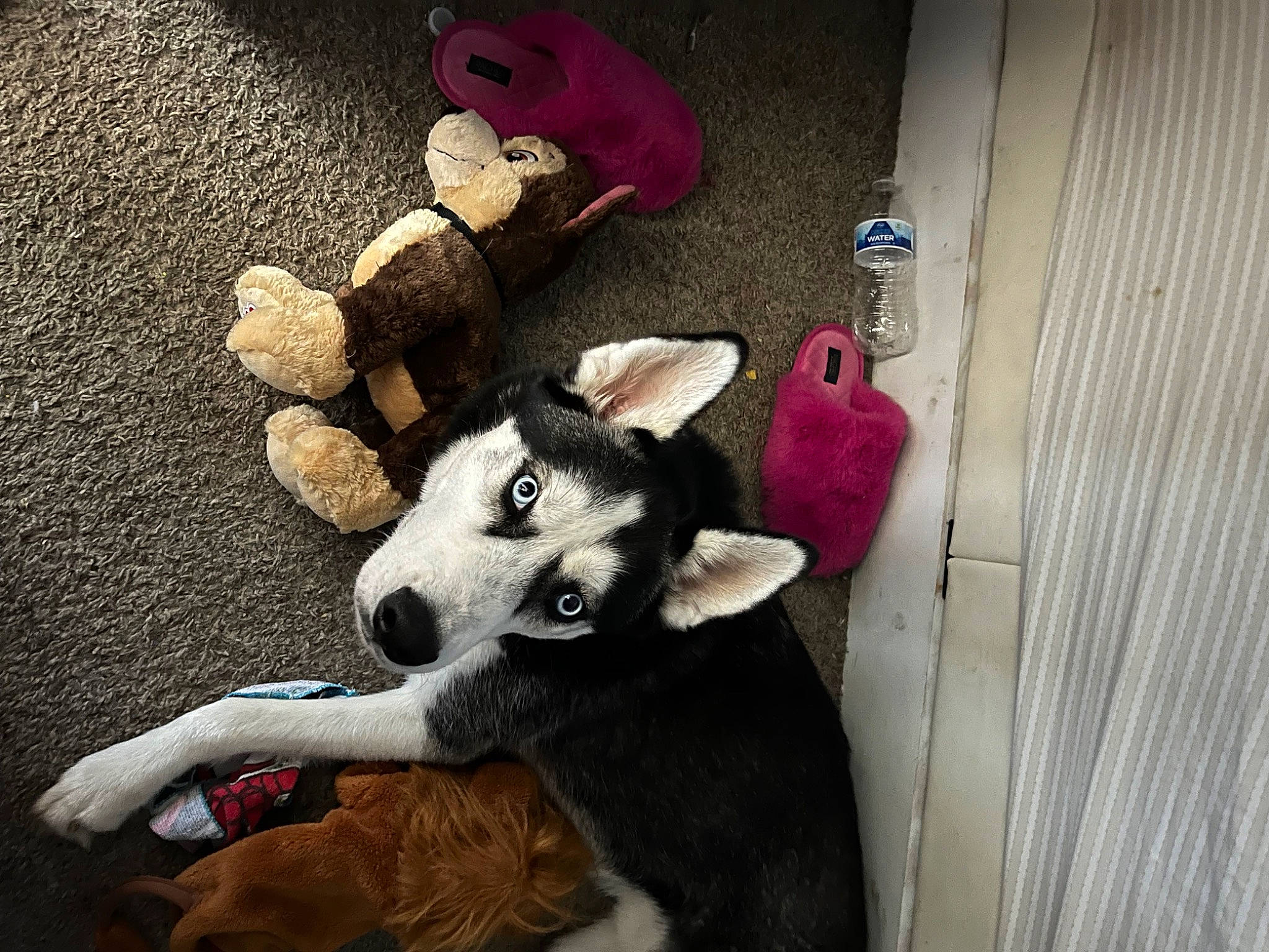 Asher is registered to the contest to win money with this photo: carnivore, comfort, companion_dog, dog, dog_breed, dog_supply, fawn, fur, paw, pet_supply, plush, siberian_husky, snout, stuffed_toy, tail, teddy_bear, toy, vertebrate, wood, working_animal