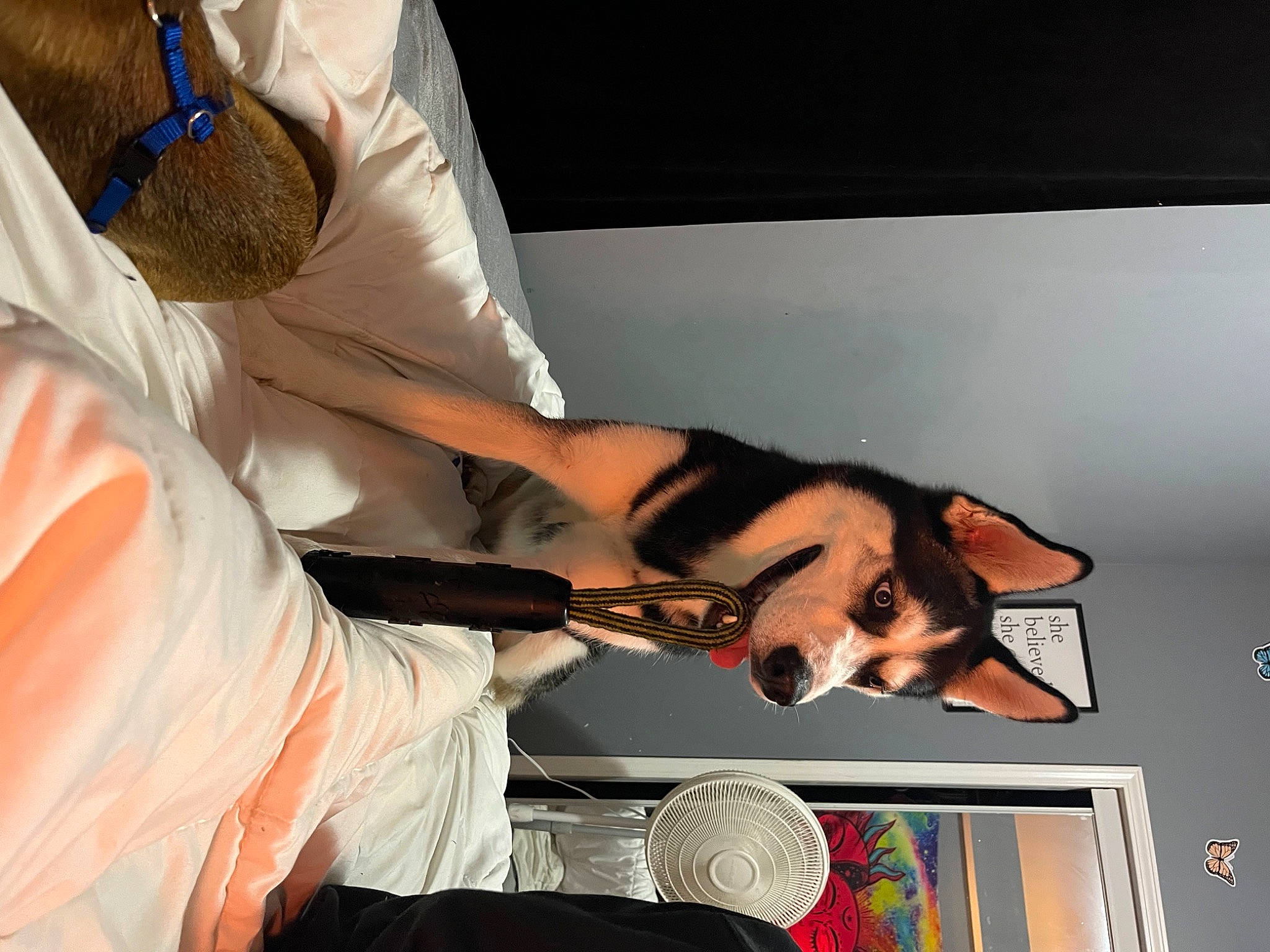 Asher is registered to the contest to win money with this photo: bridal_accessory, bride, dog, elbow, event, fashion_accessory, fashion_design, formal_wear, human_leg, jewellery, nail, peach, picture_frame, room, wedding_dress, wrist