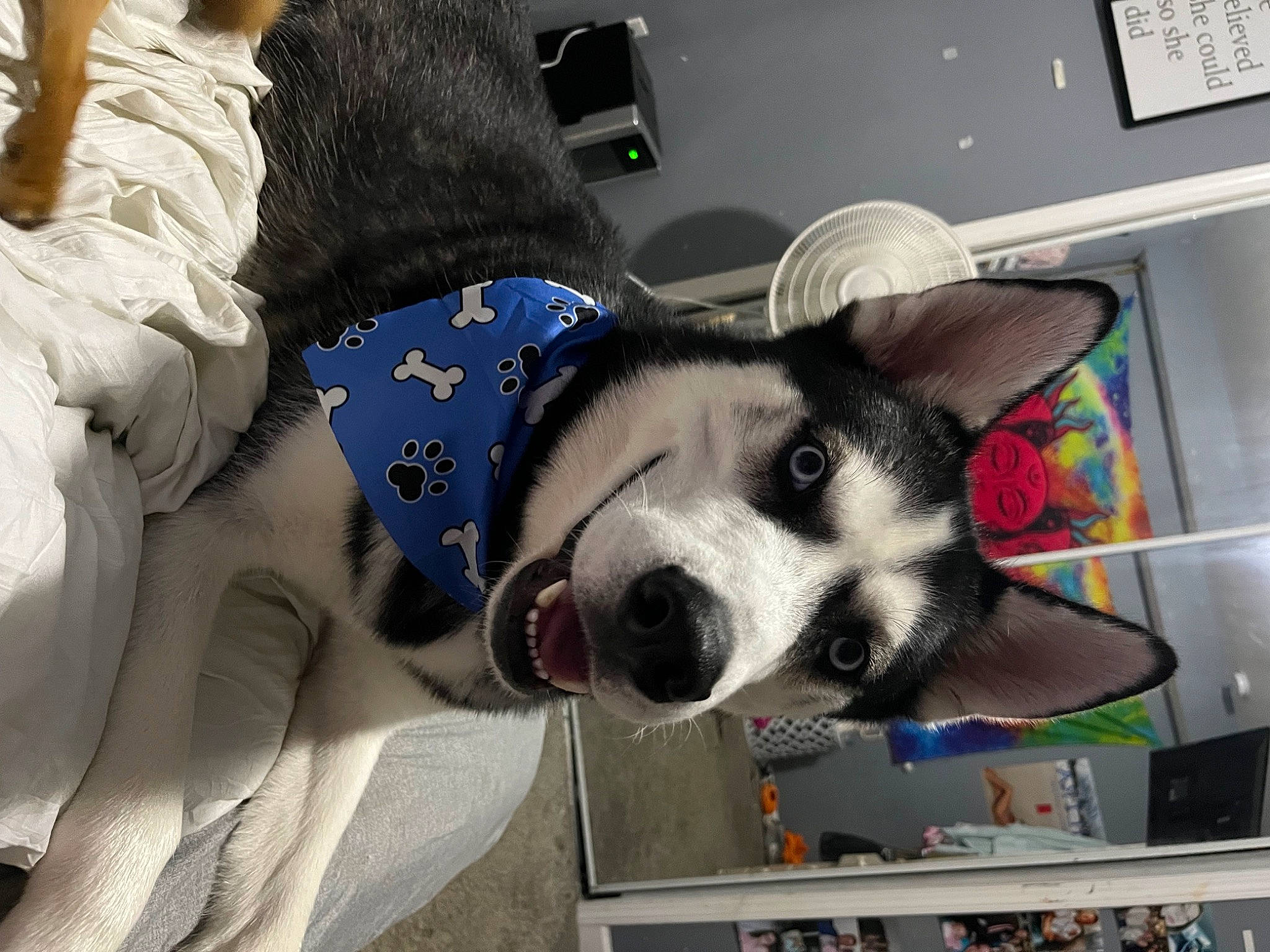 Asher is registered to the contest to win money with this photo: canidae, carnivore, comfort, companion_dog, dog, dog_breed, dog_supply, fashion_accessory, fur, paw, picture_frame, selfie, shelf, siberian_husky, sled_dog, snout, square, whiskers, working_animal, working_dog