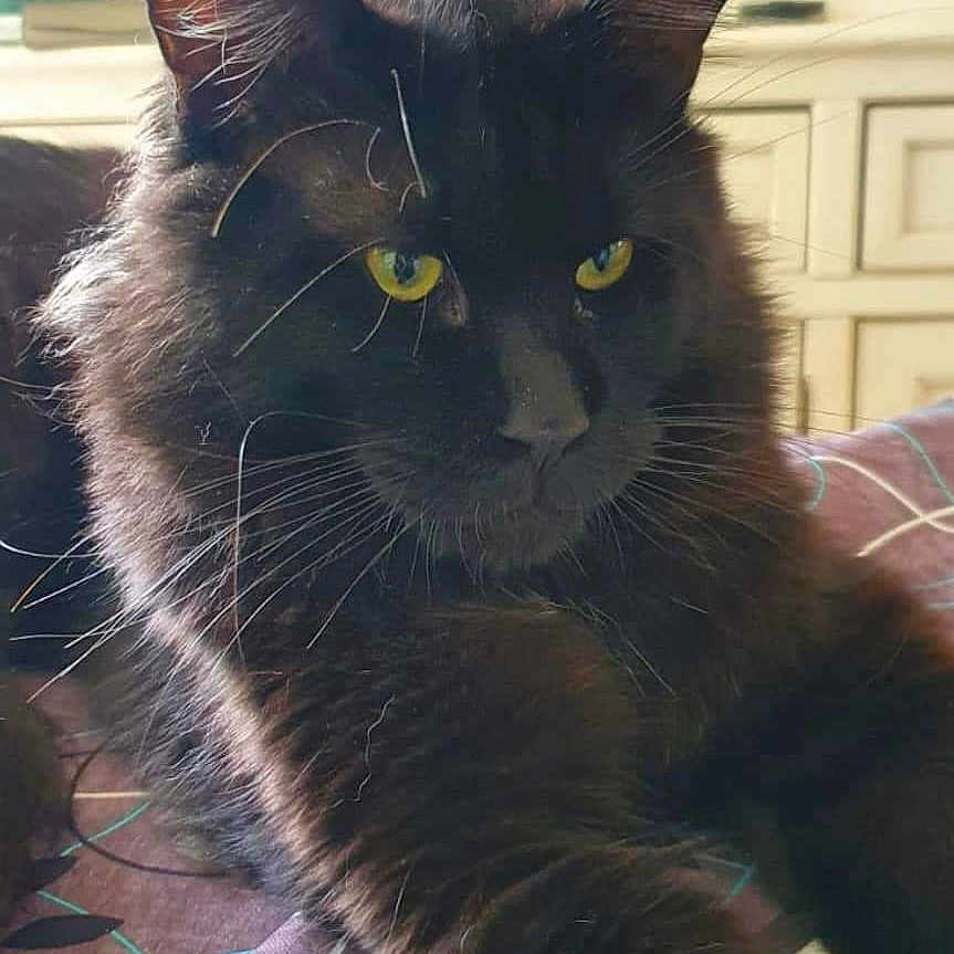 Ramses