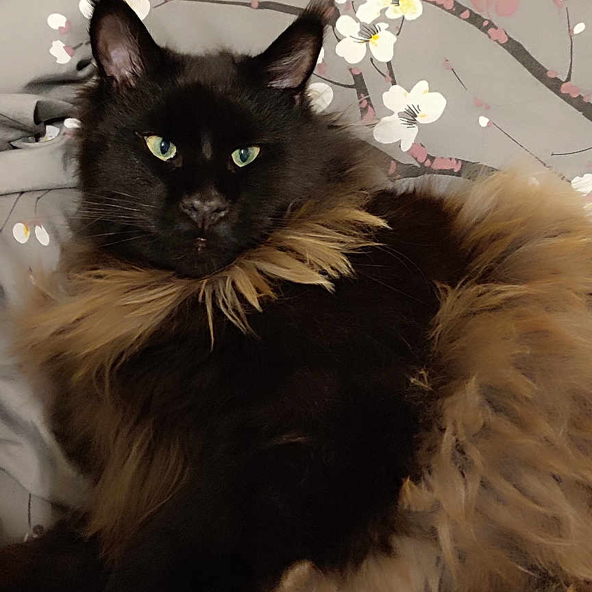 Uston participe au concours pour gagner de l'argent avec cette photo : abyssinian, accessories, angora, animal, art, blackcat, cat, cherryblossom, flower, flowerarrangement, flowerbouquet, kitten, manx, painting, paper, pet, petal, plant, siamese, wood